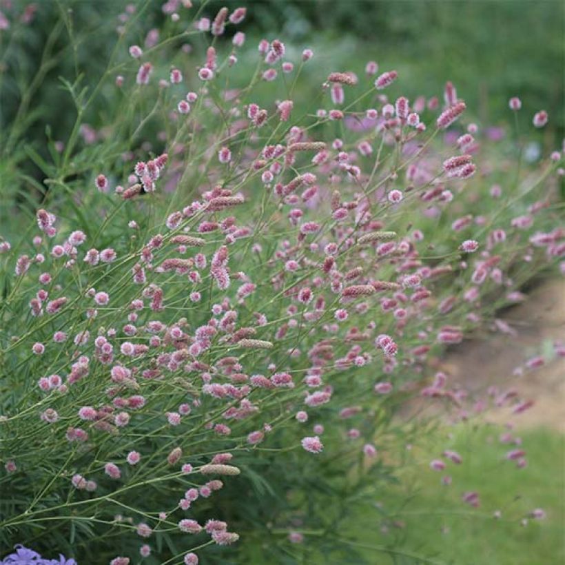 Sanguisorba officinalis Pink Tanna (Flowering)