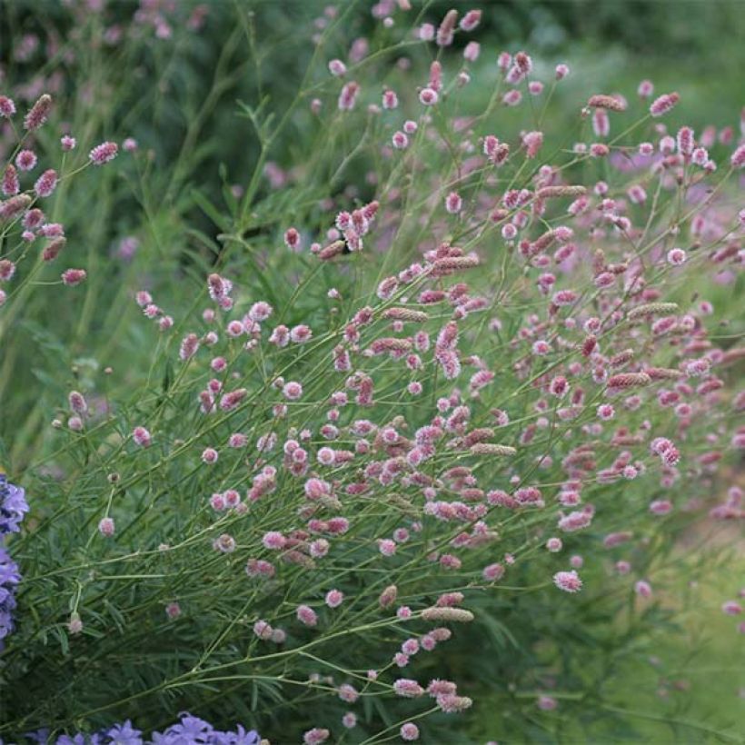 Sanguisorba officinalis Pink Tanna (Plant habit)