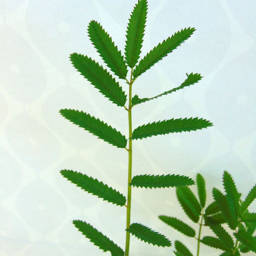 Sanguisorba officinalis Pink Tanna (Foliage)