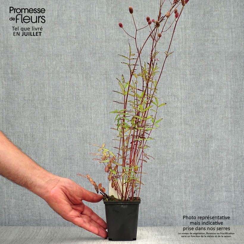 Sanguisorba officinalis Pink Tanna 8/9 cm pot sample as delivered in summer