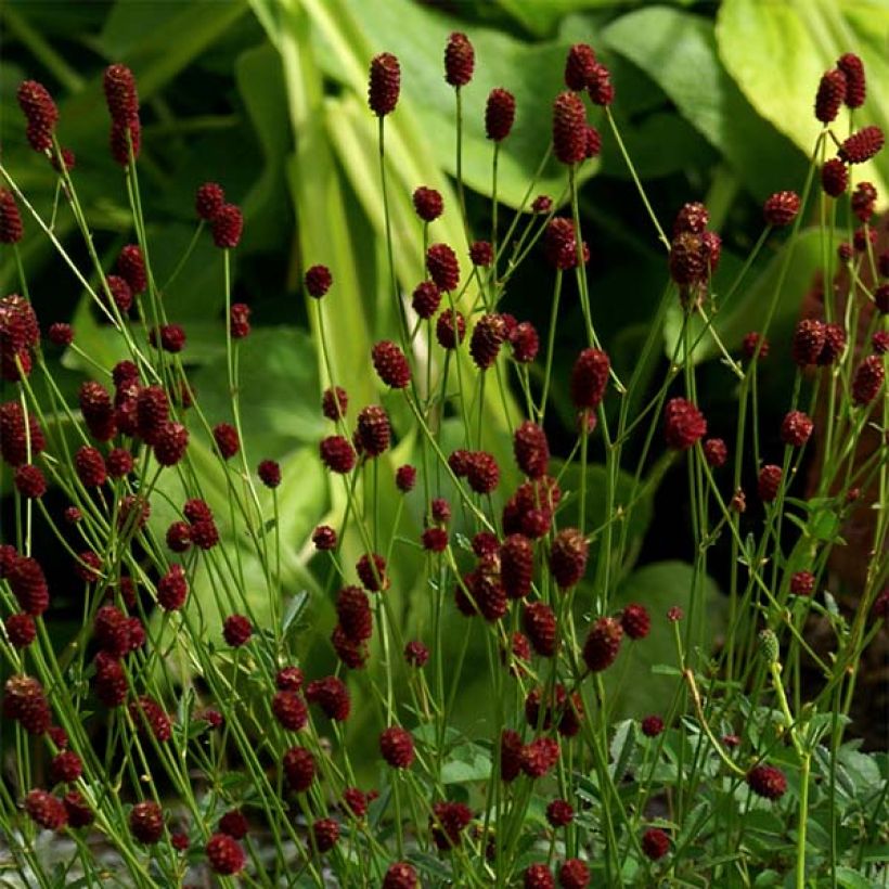 Sanguisorba officinalis Tanna (Flowering)