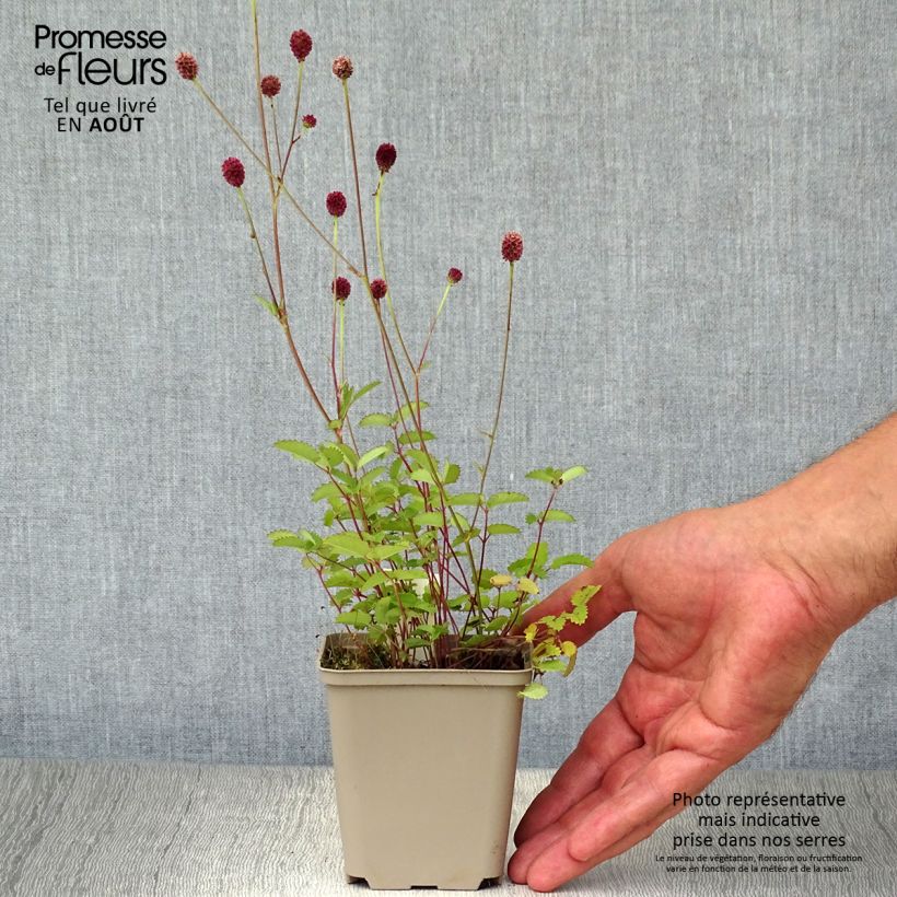 Sanguisorba officinalis Tanna 8/9 cm pot sample as delivered in summer