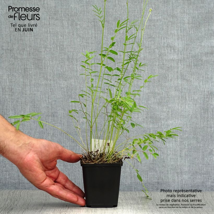 Sanguisorba tenuifolia Alba 8/9 cm pot sample as delivered in summer