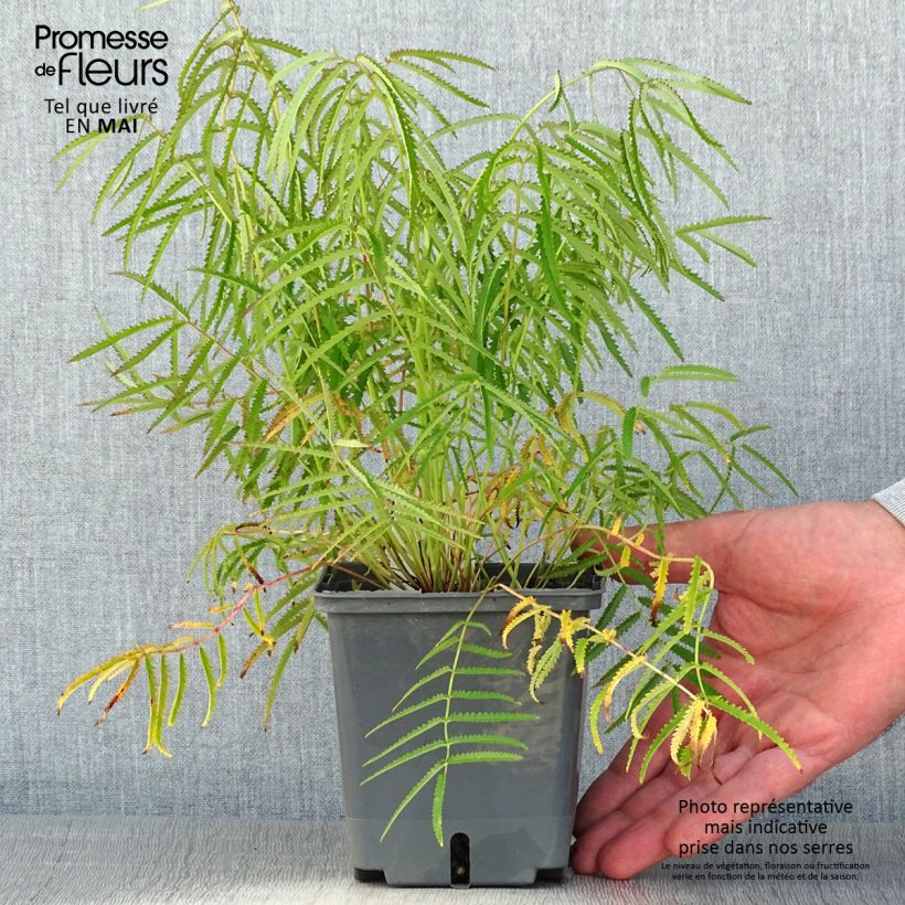 Sanguisorba tenuifolia Alba 1L/1.5L pot sample as delivered in spring