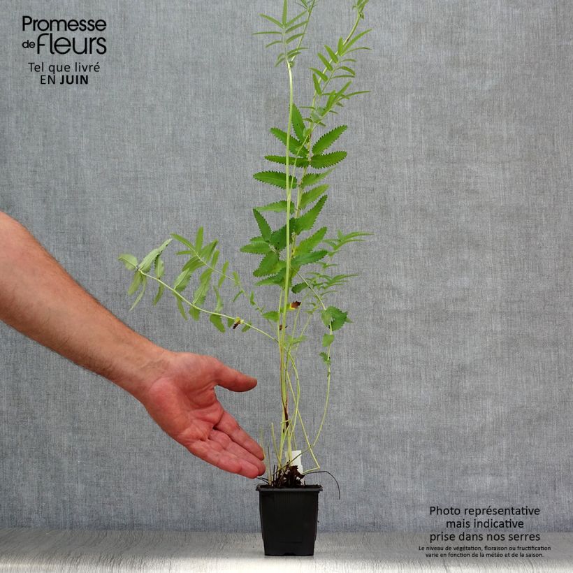 Sanguisorba tenuifolia Pink Elephant 8/9 cm pot sample as delivered in summer
