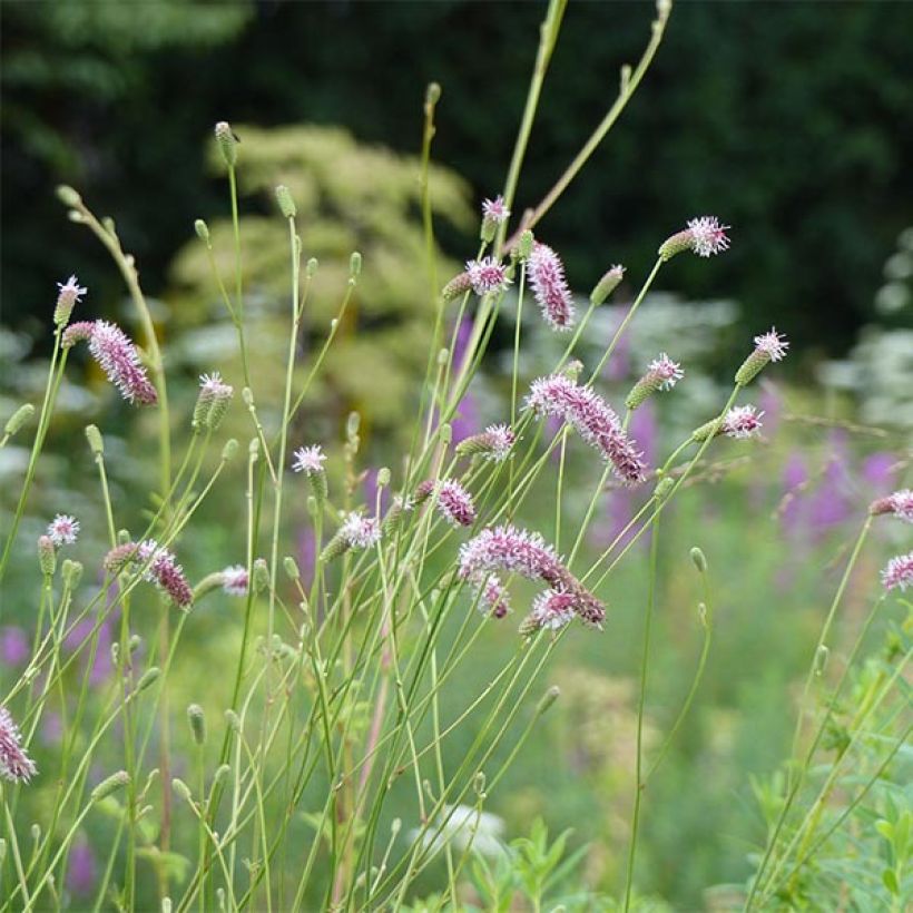 Sanguisorba tenuifolia var. purpurea (Flowering)