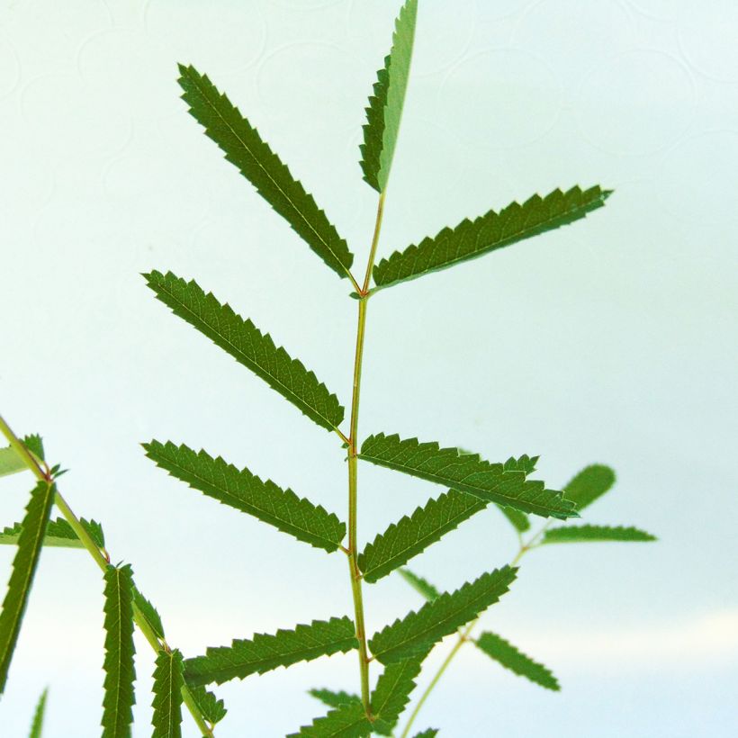 Sanguisorba tenuifolia var. purpurea (Foliage)