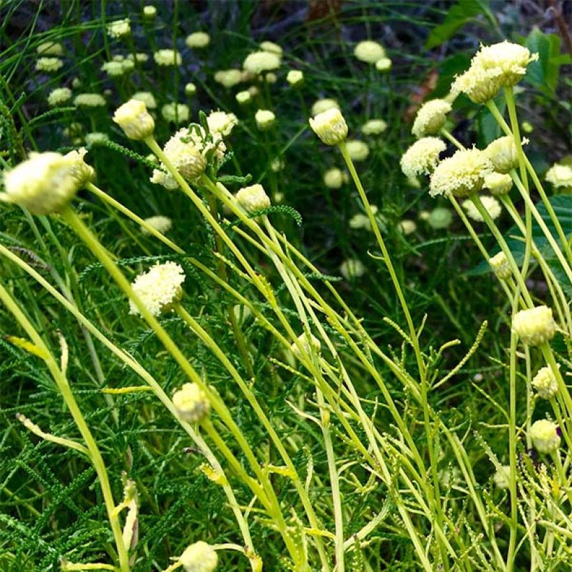 Santolina rosmarinifolia Lemon Fizz (Flowering)