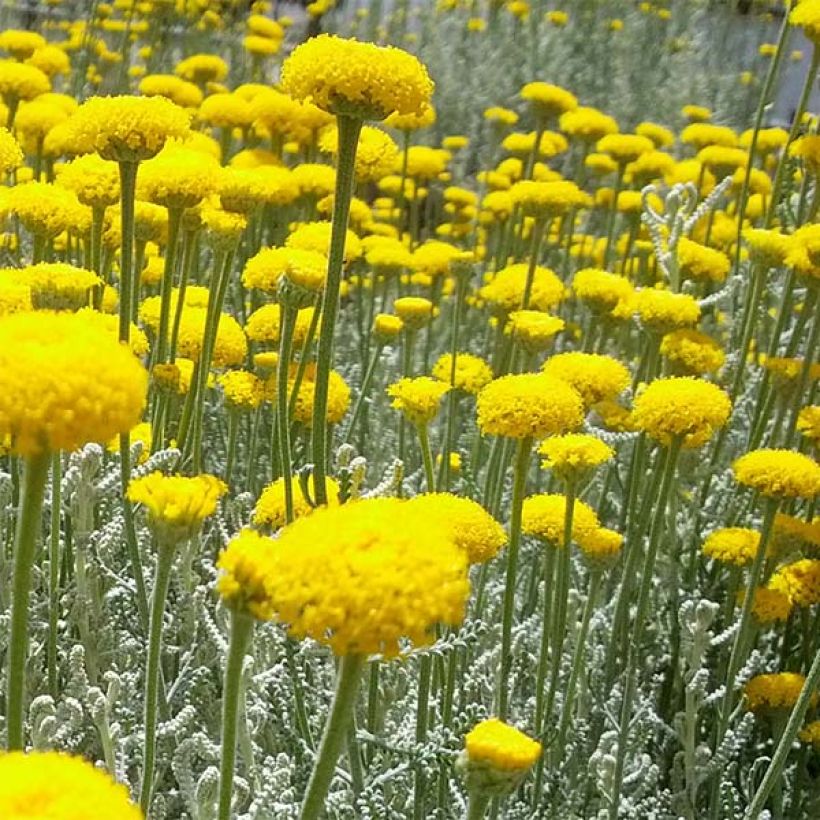 Santolina chamaecyparissus (Flowering)