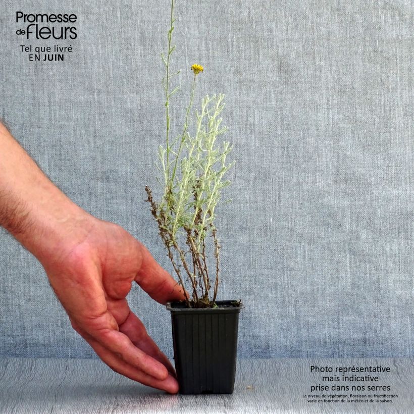 Santolina chamaecyparissus 7/8 cm pot sample as delivered in summer
