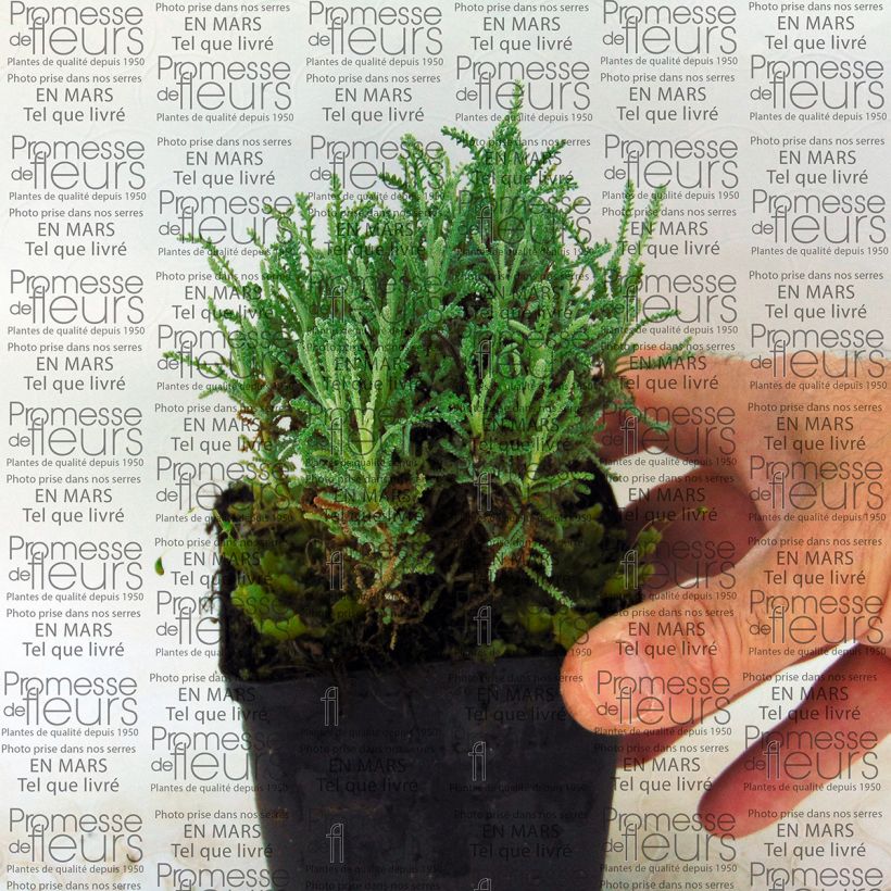 Example of Santolina serratifolia 8/9 cm pot specimen as delivered