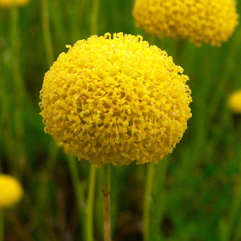 Santolina virens rosmarinifolia (Flowering)