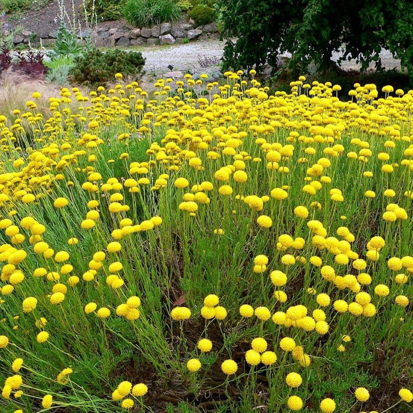 Santolina virens rosmarinifolia (Plant habit)