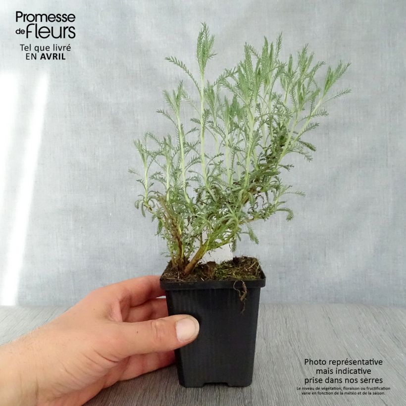 Santolina pinnata subsp neapolitana Edward Bowles sample as delivered in spring