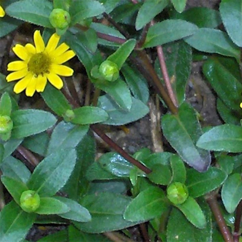 Sanvitalia Aztekengold (Foliage)