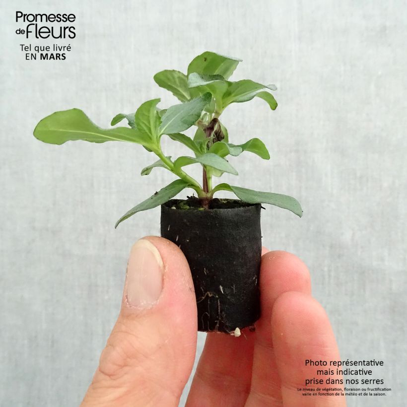 Sanvitalia Aztekengold Plug plant 3/4cm sample as delivered in spring