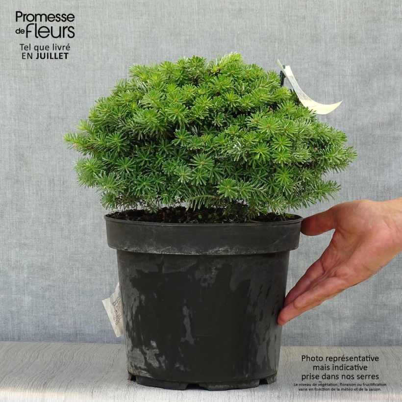 Abies koreana Nadelkissen - Korean Fir 7.5L/10L pot sample as delivered in summer