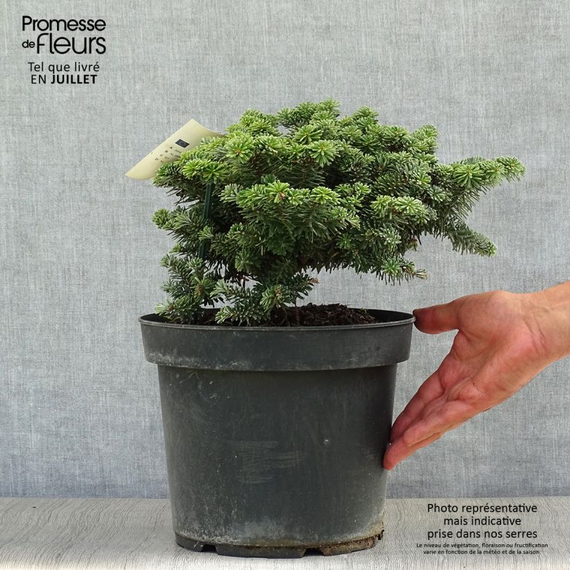 Abies koreana Tundra - Korean Fir Each sample as delivered in summer