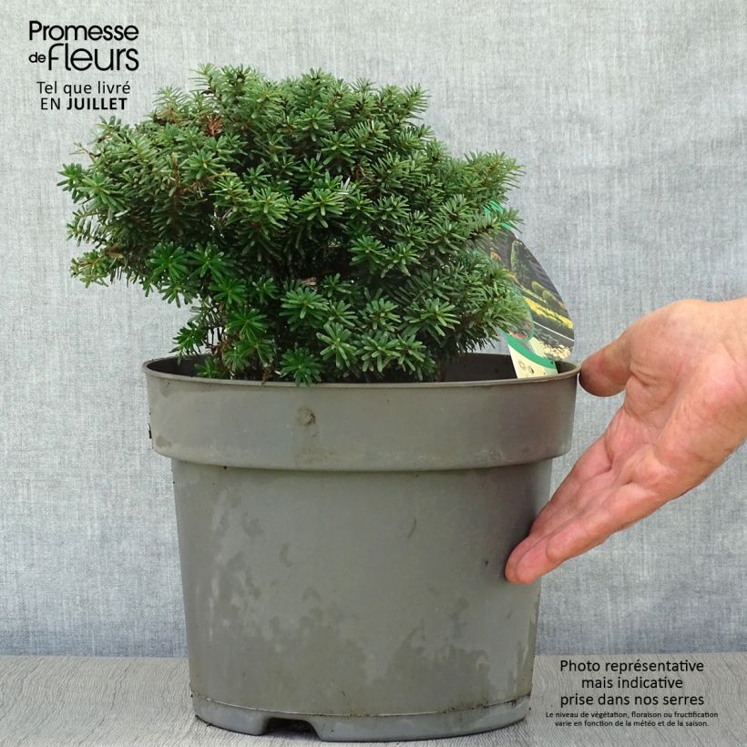 Abies koreana Cis - Korean Fir 7.5L/10L pot sample as delivered in summer