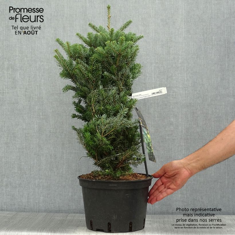 Abies koreana Molli - Korean Fir 3L/4L pot sample as delivered in summer