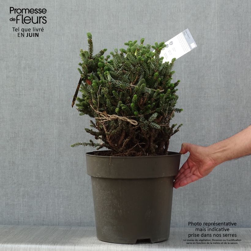 Abies koreana Oberon - Korean Fir 3L/4L pot sample as delivered in spring