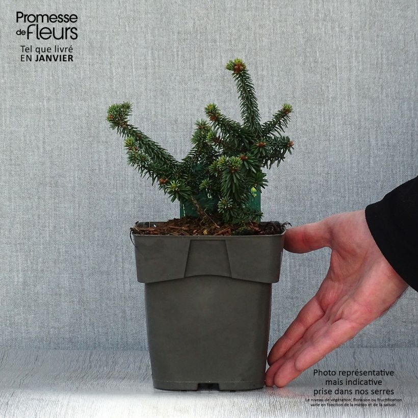 Abies balsamea Piccolo 2L/3L pot sample as delivered in winter