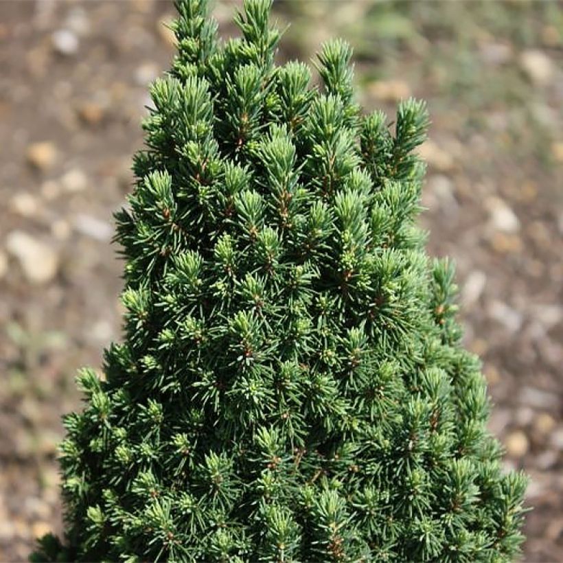 Picea glauca Piccolo - White Spruce (Foliage)