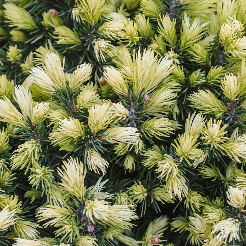 Picea glauca Sun on the Sky - White Spruce (Foliage)