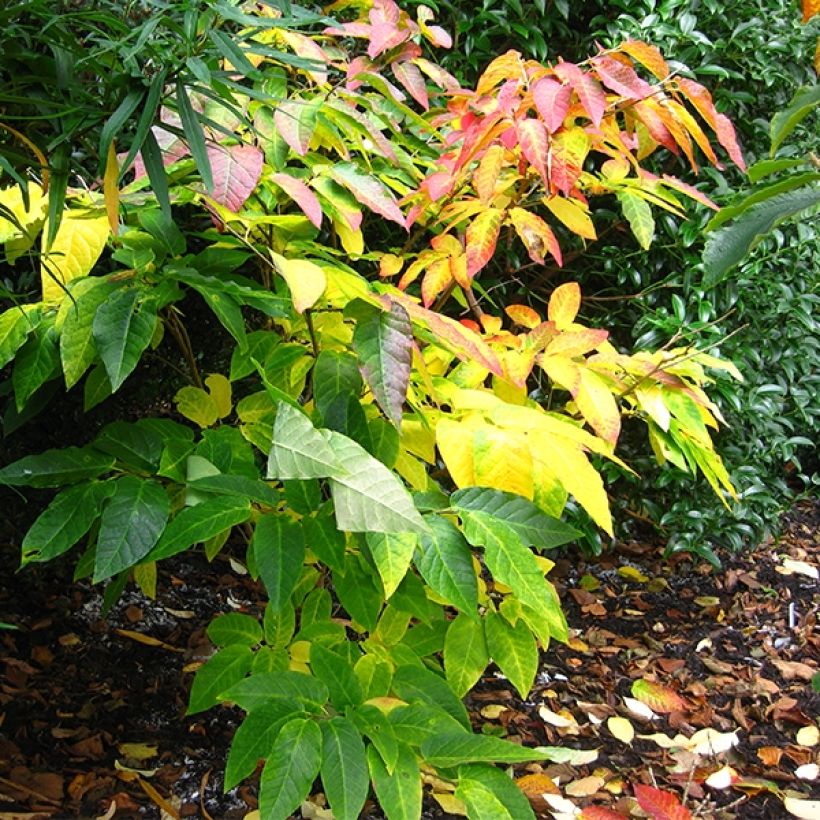 Sapium japonicum (Plant habit)
