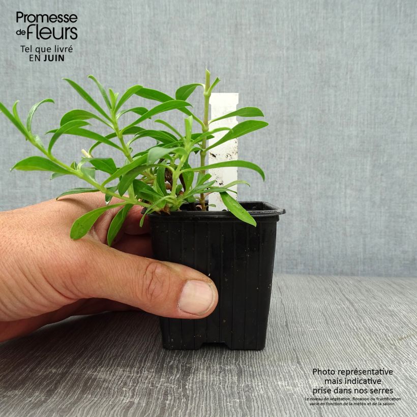 Saponaria lempergii MaFrei 8/9 cm pot sample as delivered in summer