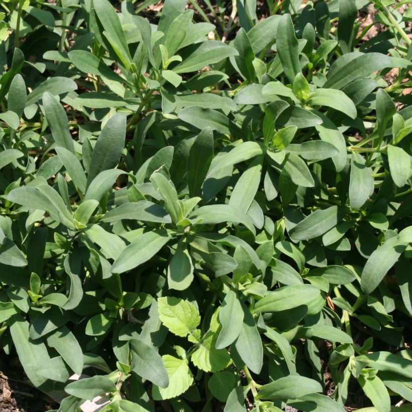 Saponaria lempergii MaFrei (Foliage)