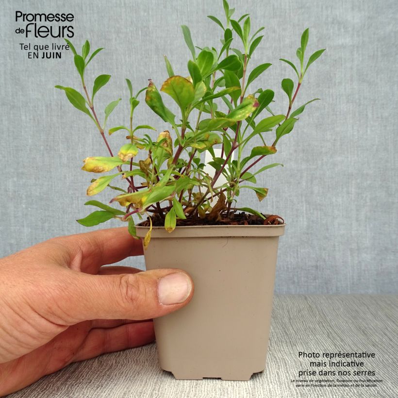 Saponaria ocymoides 8/9 cm pot sample as delivered in summer