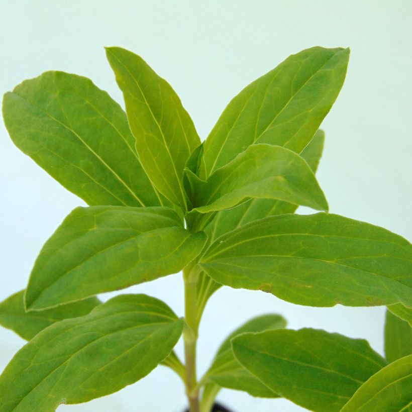 Saponaria officinalis Alba Plena (Foliage)