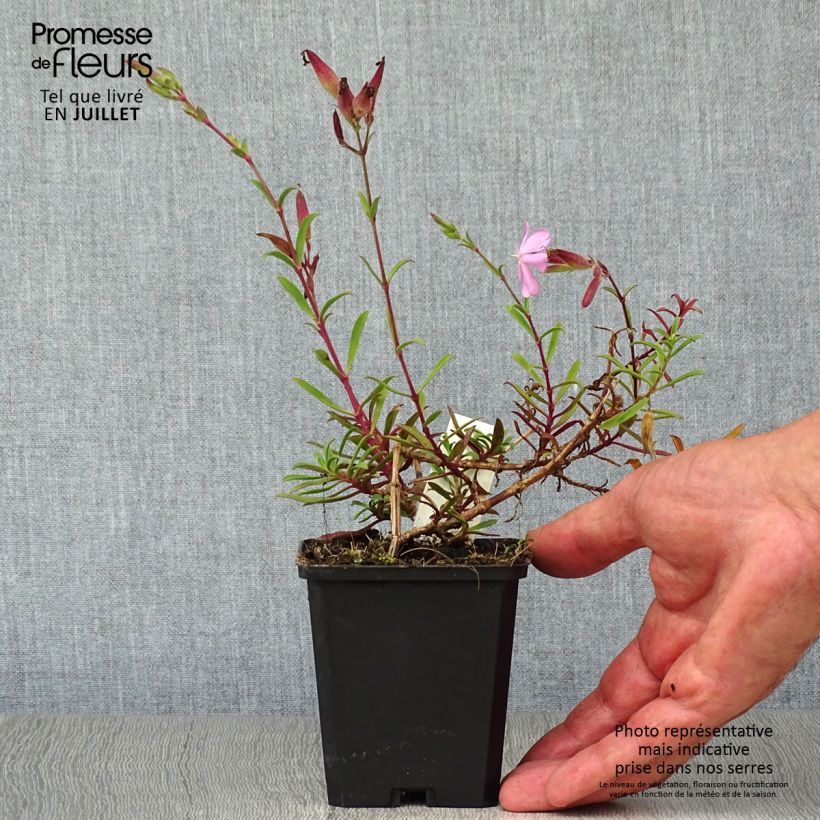 Saponaria officinalis Alba Plena 8/9 cm pot sample as delivered in summer