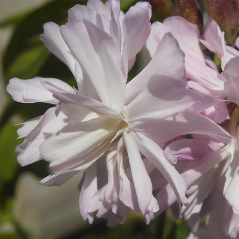 Saponaria officinalis Rosea Plena (Flowering)