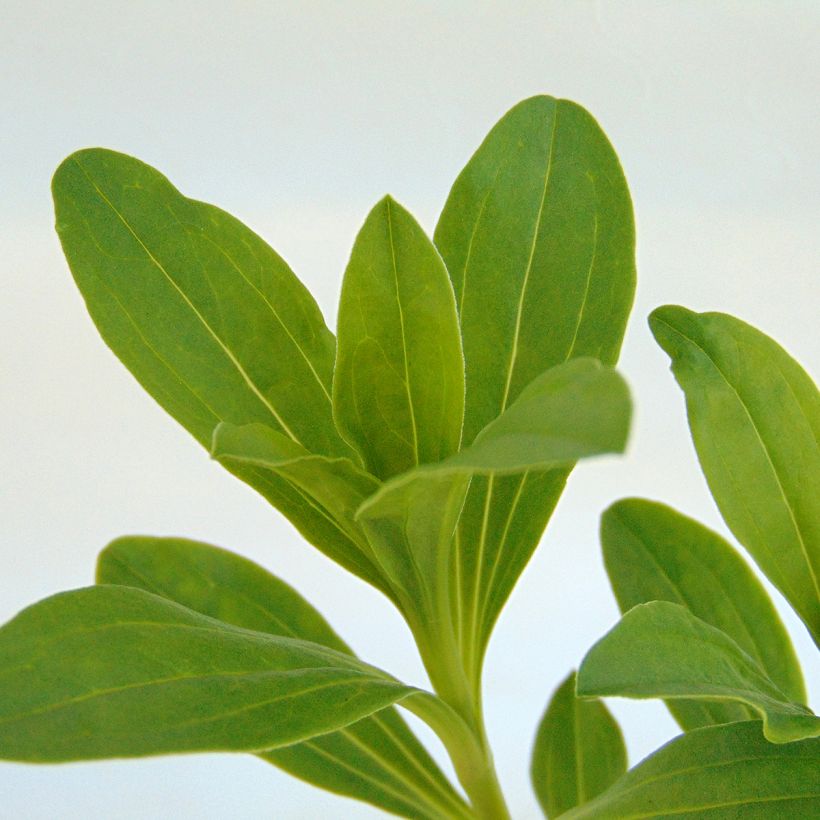 Saponaria officinalis Rosea Plena (Foliage)