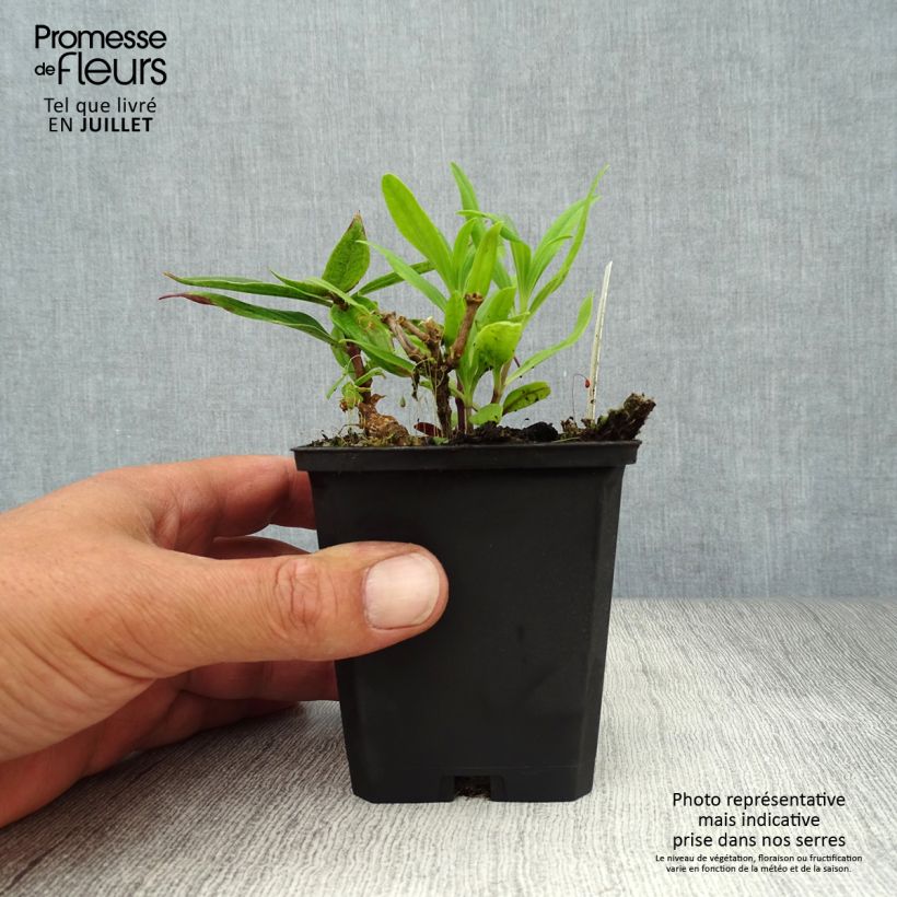 Saponaria officinalis Rosea Plena 8/9 cm pot sample as delivered in summer