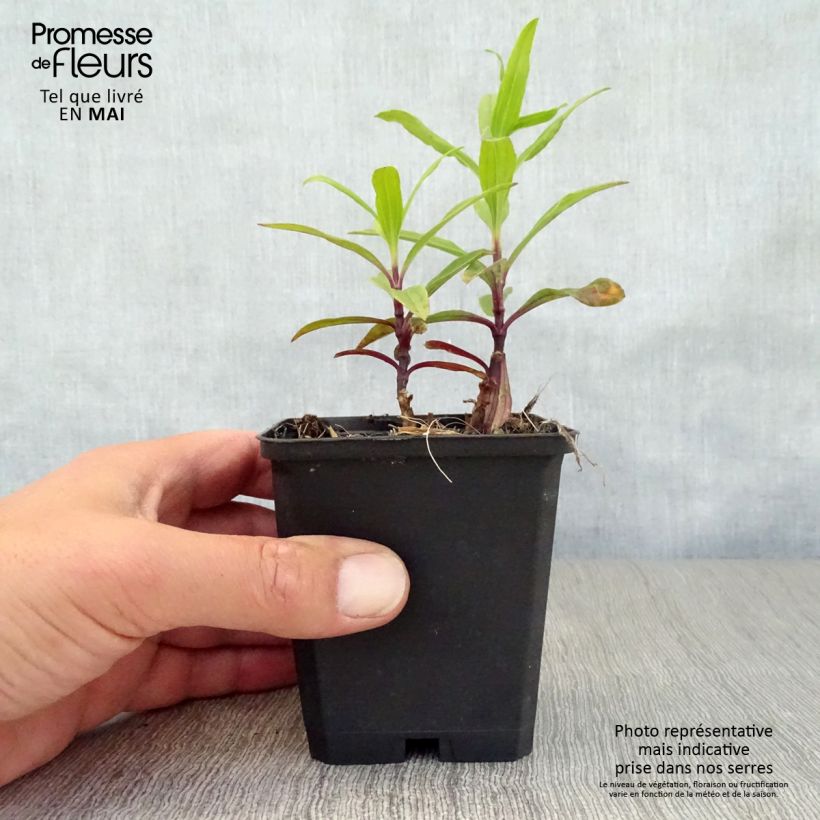 Saponaria officinalis Rosea Plena sample as delivered in spring