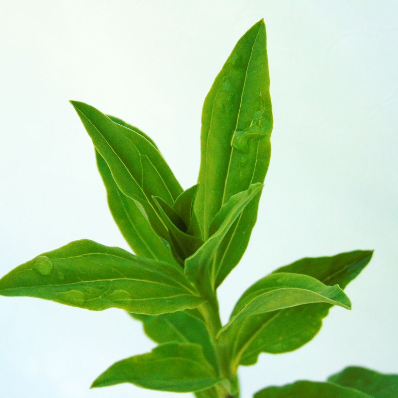 Saponaria officinalis (Foliage)