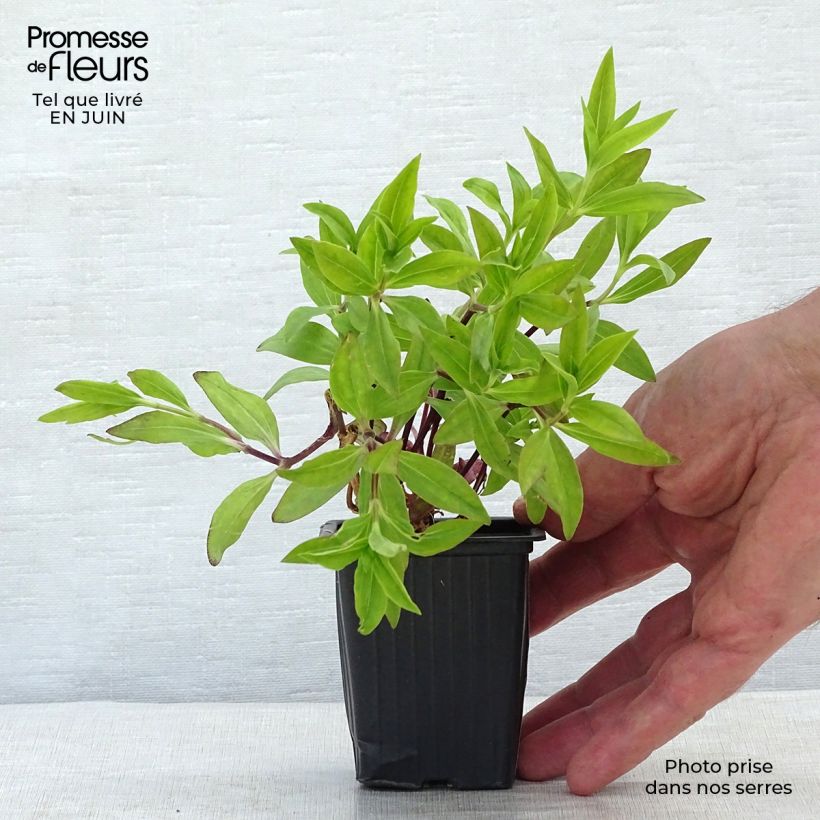 Saponaria officinalis 7/8 cm pot sample as delivered in summer