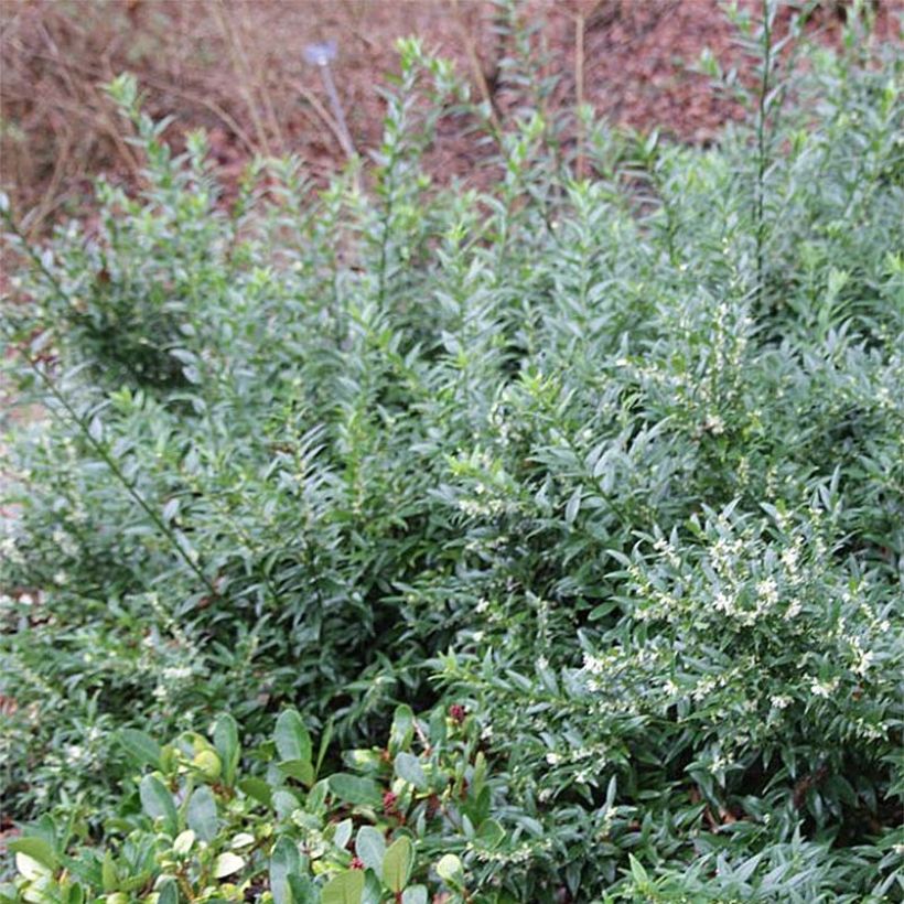 Sarcococca ruscifolia Dragon Gate (Foliage)