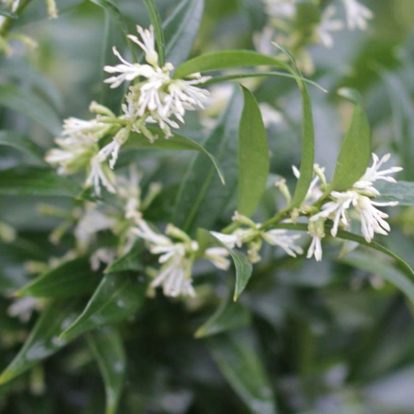 Sarcococca ruscifolia Dragon Gate (Flowering)