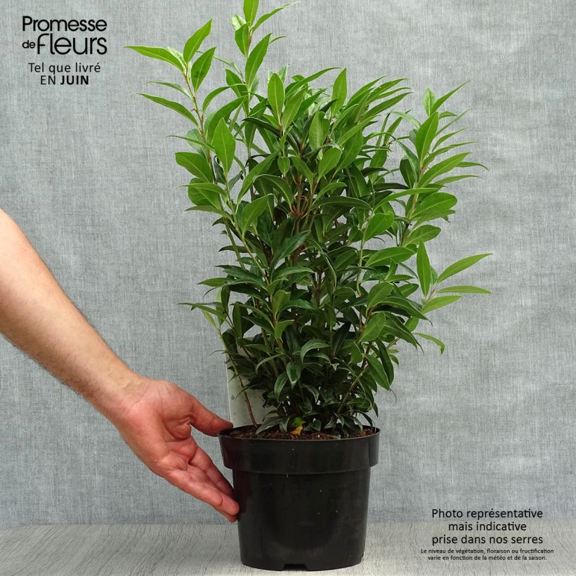 Sarcococca hookeriana Winter Gem 2L/3L pot sample as delivered in summer
