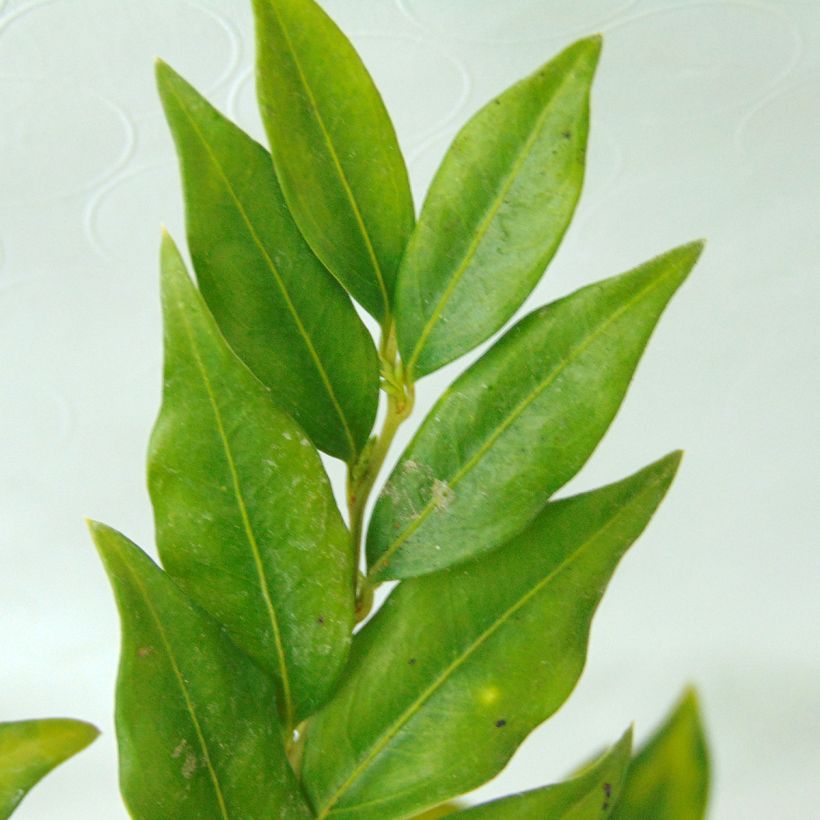 Sarcococca confusa (Foliage)