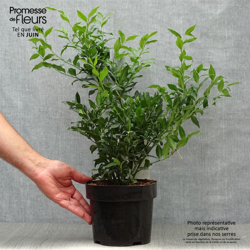 Sarcococca confusa 2L/3L pot sample as delivered in summer