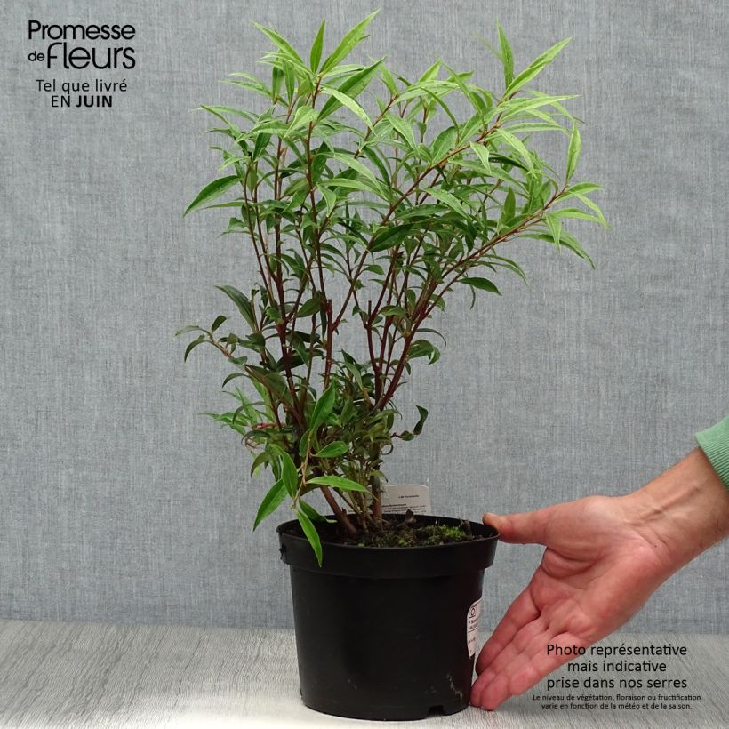 Sarcococca hookeriana var. digyna 2L/3L pot sample as delivered in summer