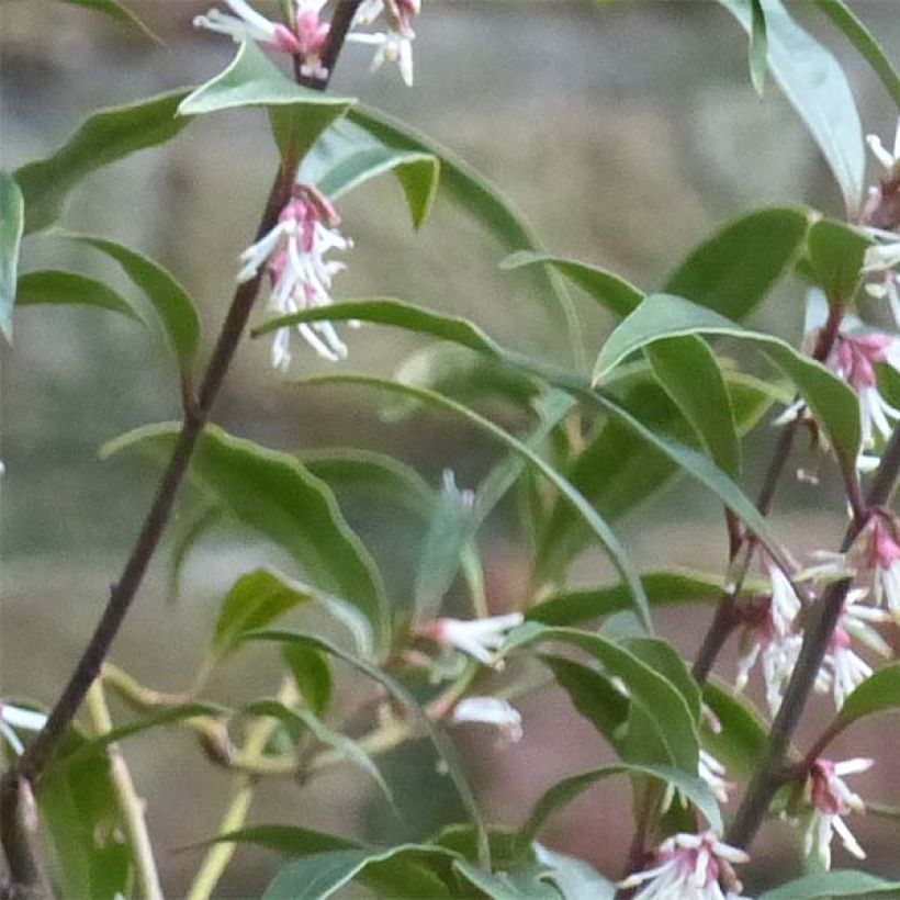 Sarcococca hookeriana var. digyna Purple Stem (Foliage)