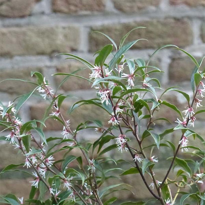 Sarcococca hookeriana var. digyna Purple Stem (Flowering)