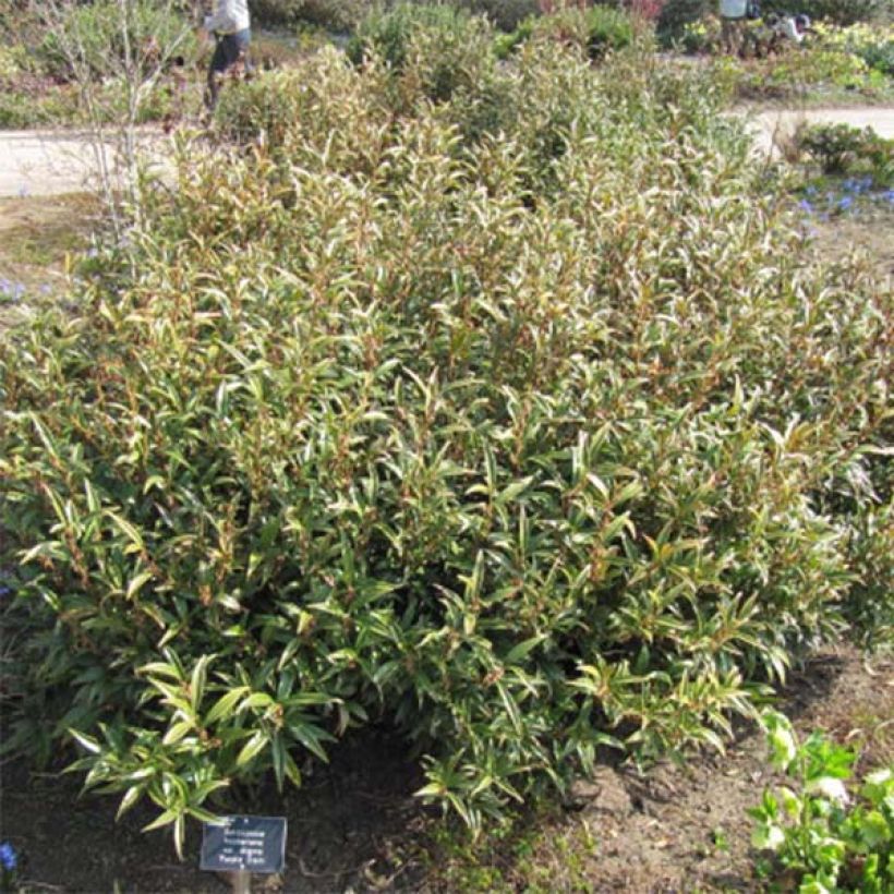 Sarcococca hookeriana var. digyna Purple Stem (Plant habit)