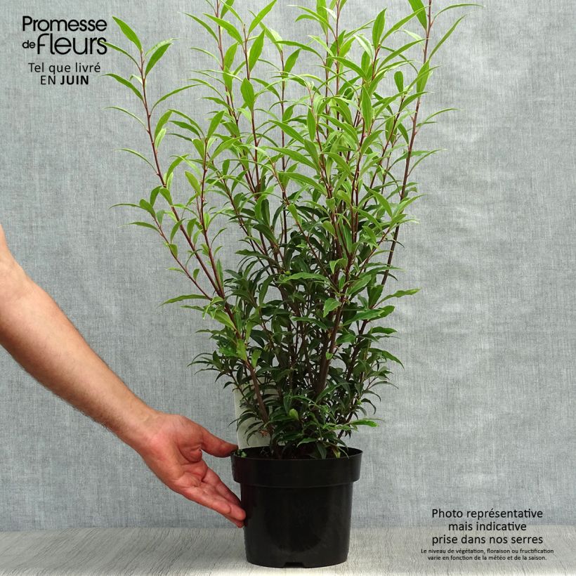 Sarcococca hookeriana var. digyna Purple Stem 2L/3L pot sample as delivered in summer